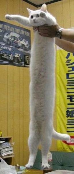 il  existe  un  chat comme  ca ???